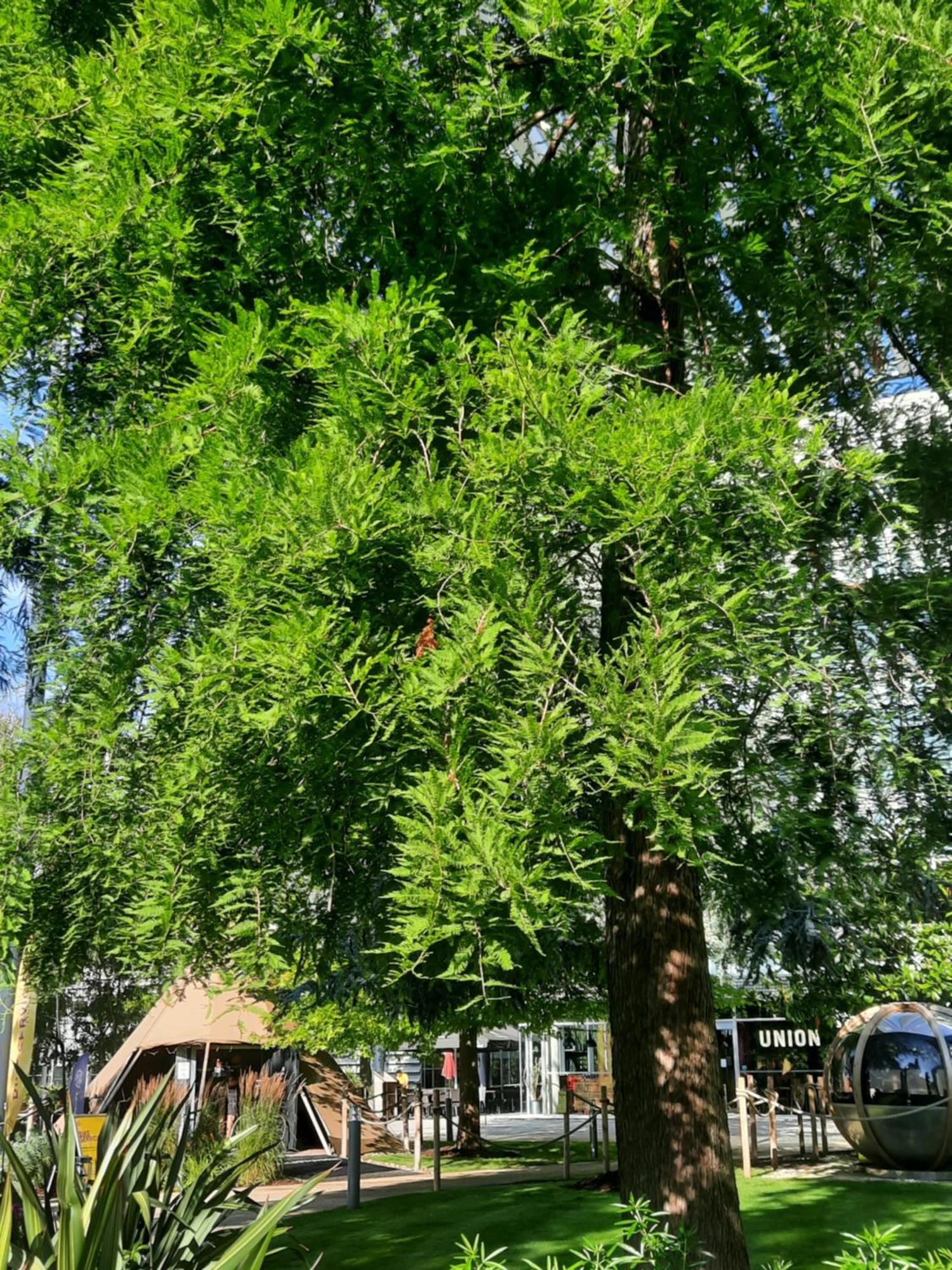 Amara Nomad 2 * London